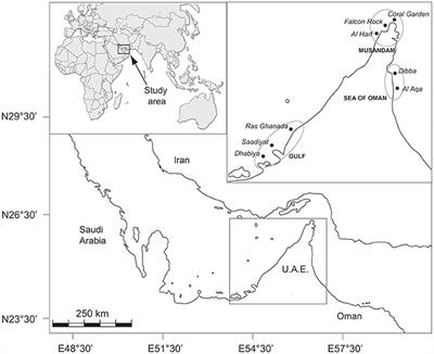 Settlement Patterns of Corals and other Benthos on Reefs with Divergent Environments and Disturbances Histories around the Northeastern Arabian Peninsula